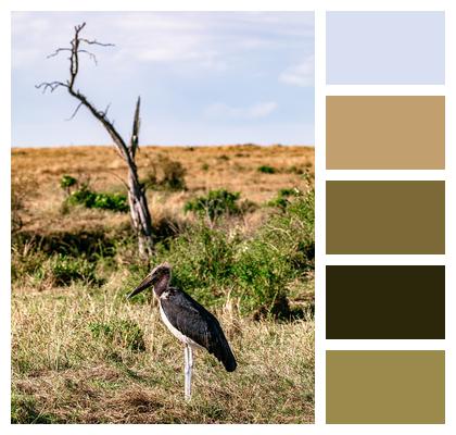 Great Rift Valley Marabou Stork Maasai Mara Image